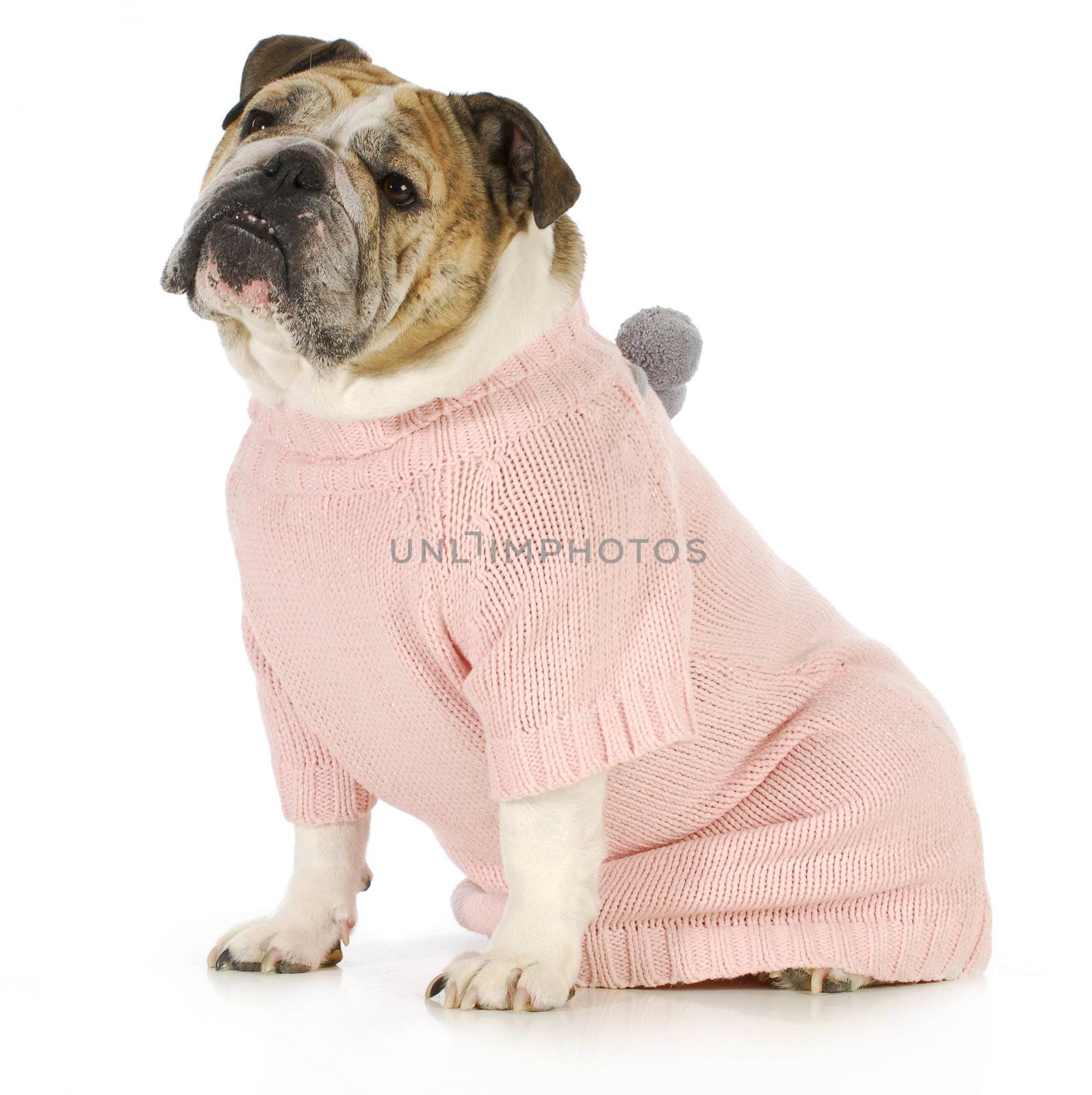 dog wearing sweater - english bulldog wearing pink dog coat sitting on white background