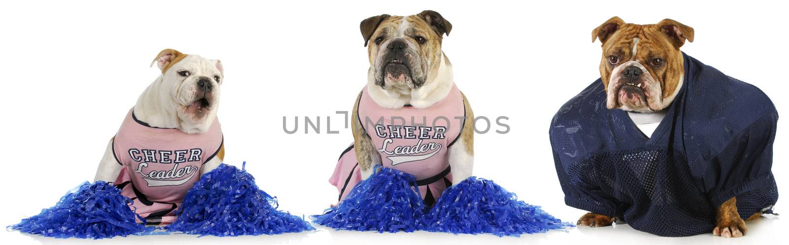 football player and cheerleaders - english bulldogs dressed in costumes