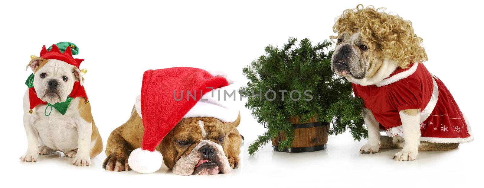 christmas bulldogs - Santa, Mrs. Claus and an elf sitting with a Christmas tree on white background