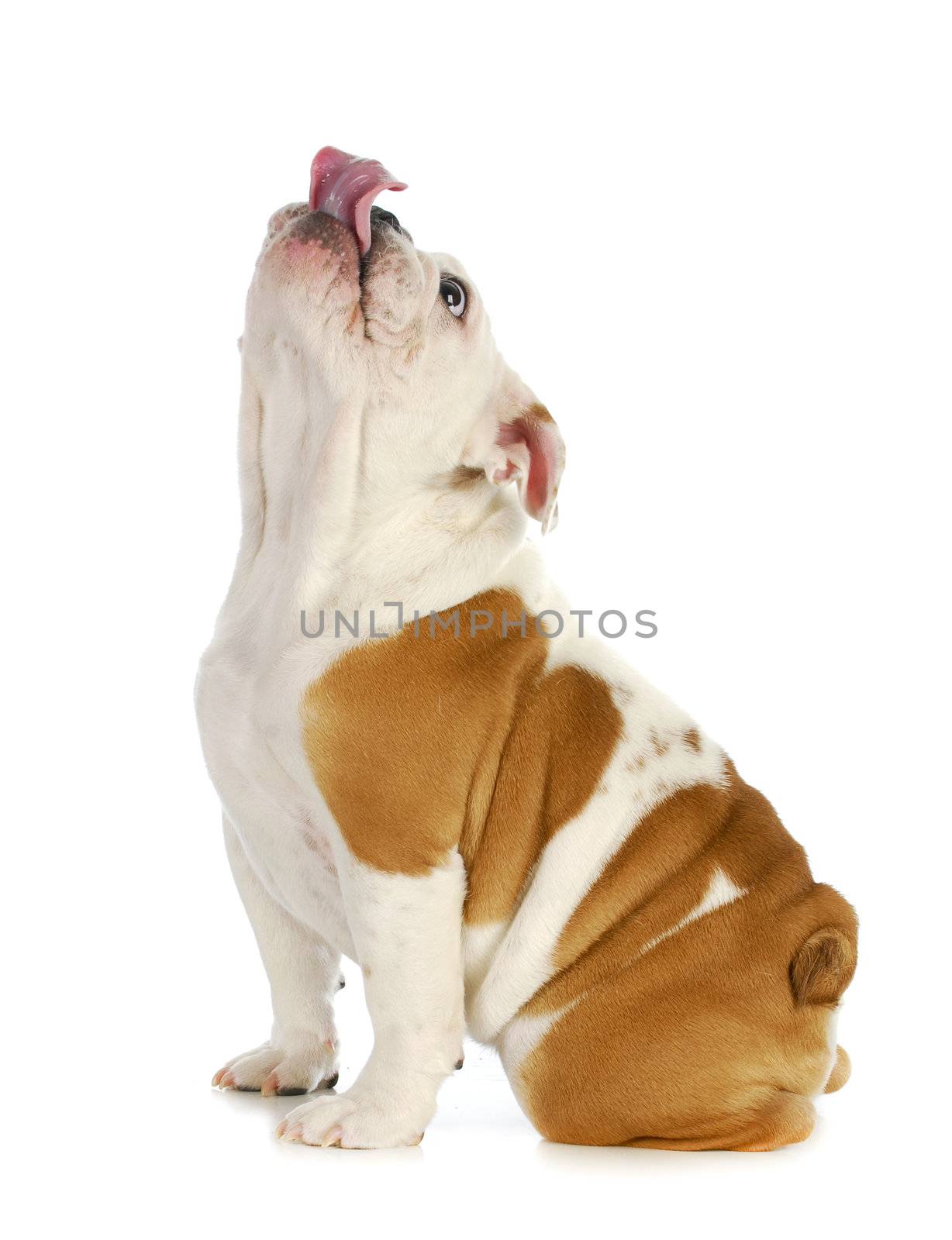 puppy looking up - english bulldog licking lips - 4.5 months old