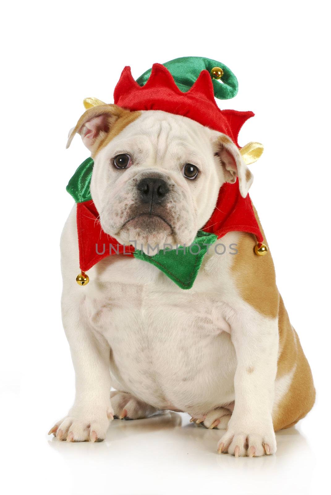 dog christmas elf - english bulldog dressed in elf costume sitting on white background
