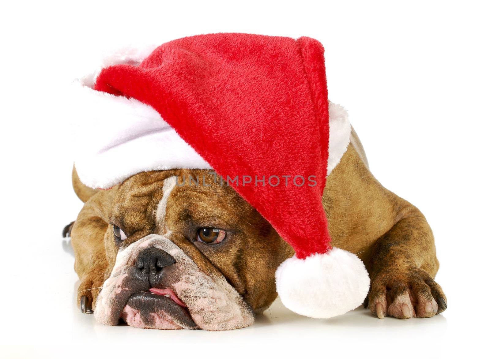 santa dog - english bulldog wearing santa hat laying down on white background