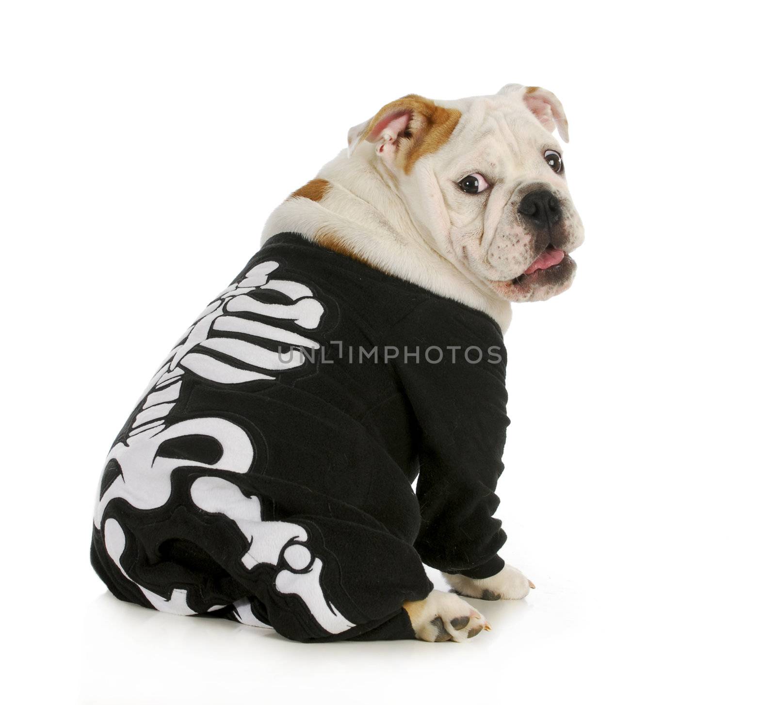 dog skeleton - english bulldog wearing skeleton costume with funny expression