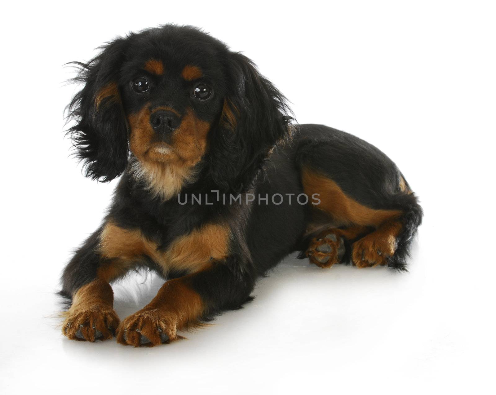 cavalier king charles spaniel by willeecole123