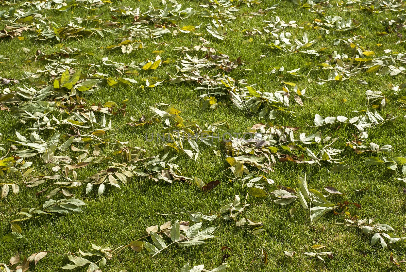 Green lawn fallen autumn leaves as background