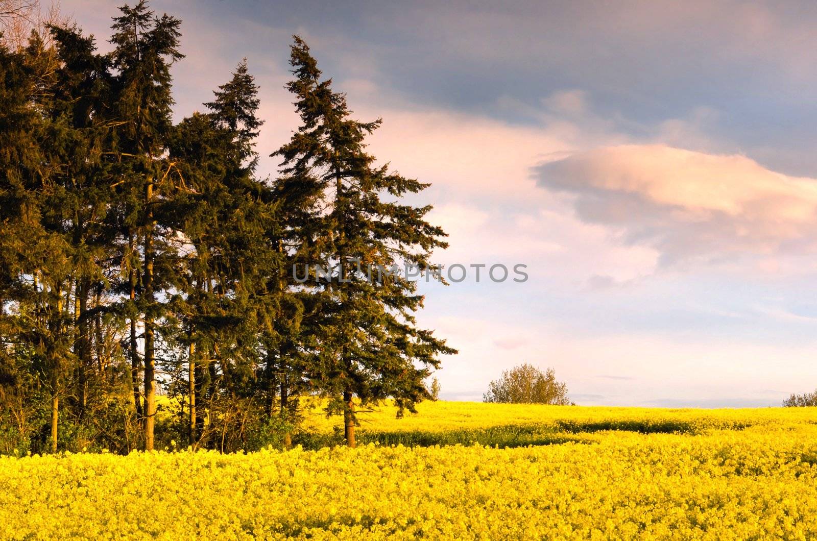 Yellow oilseed rape,blue skies and green trees