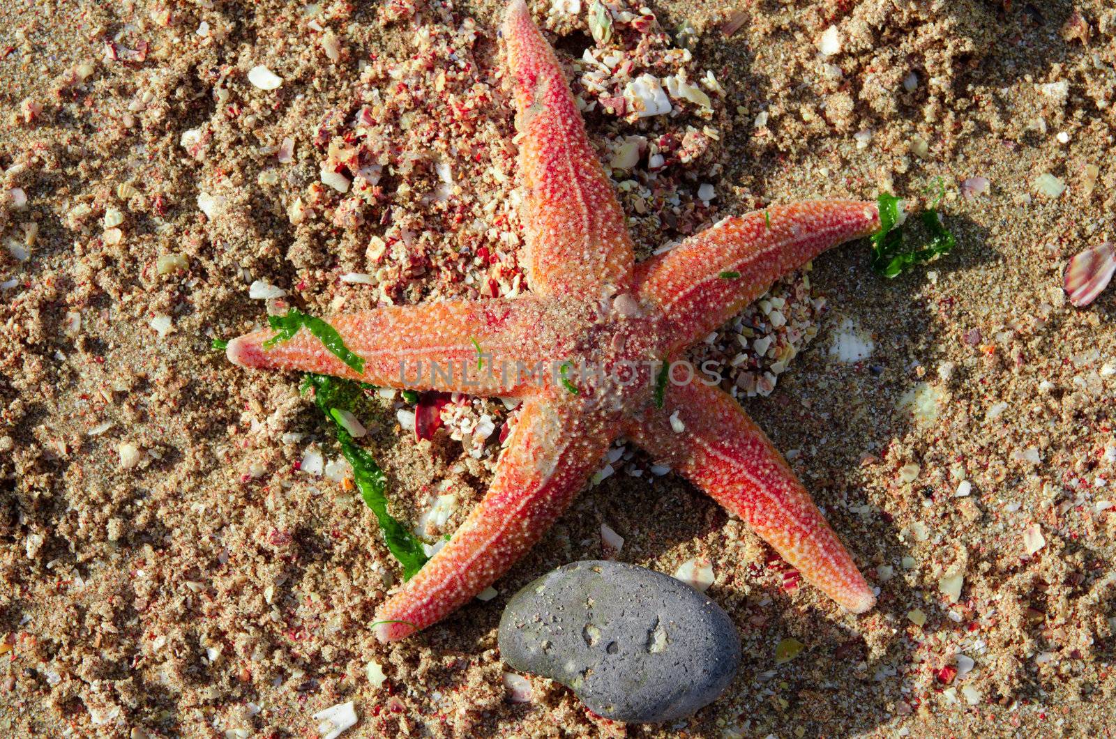 Starfish by Jez22