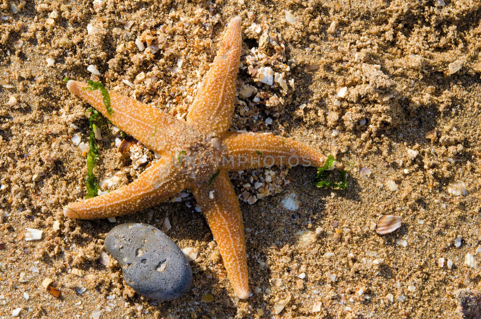 Starfish and pebble spotted on a beach in Kent ,UK