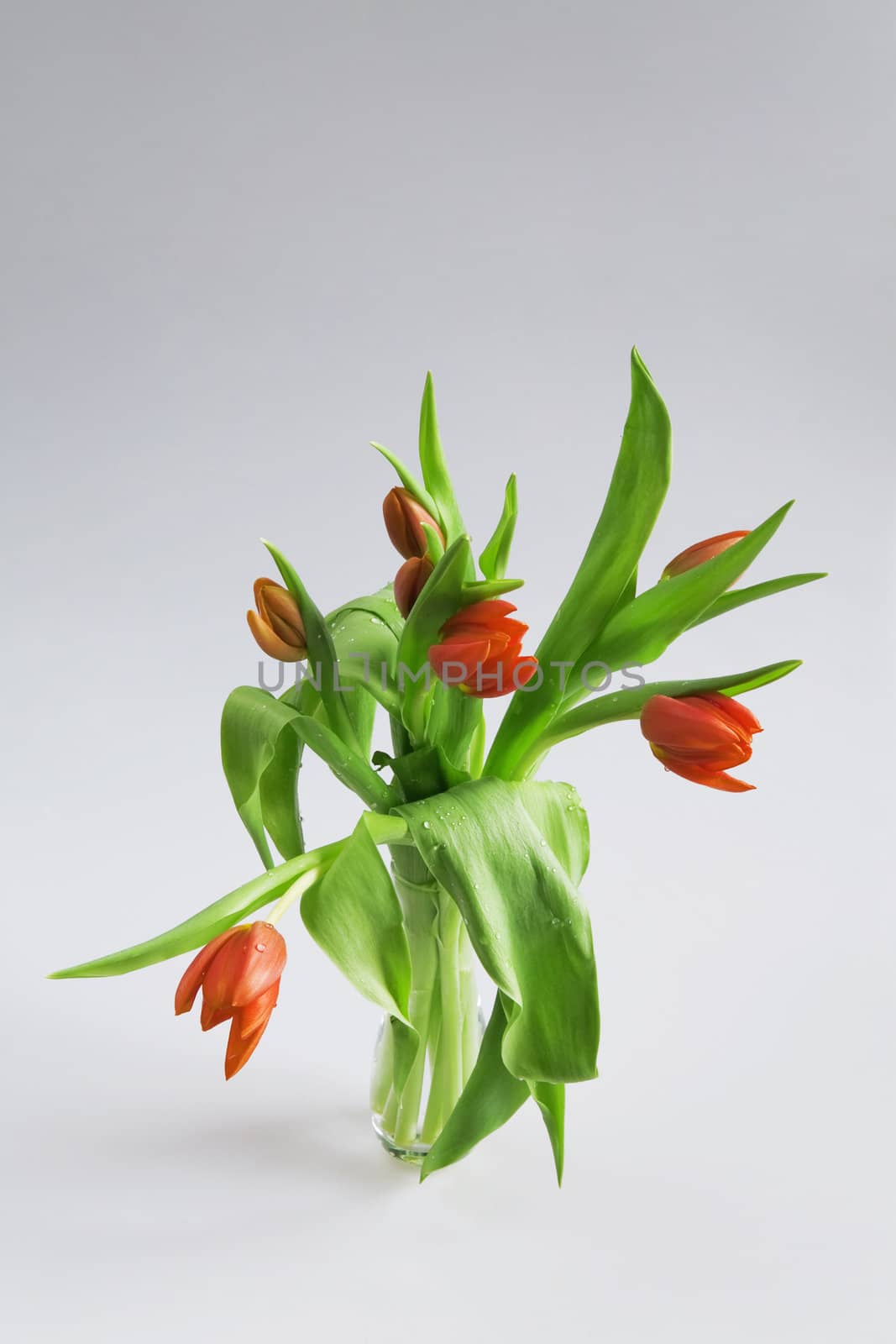 bouquet of red tulips on a white background