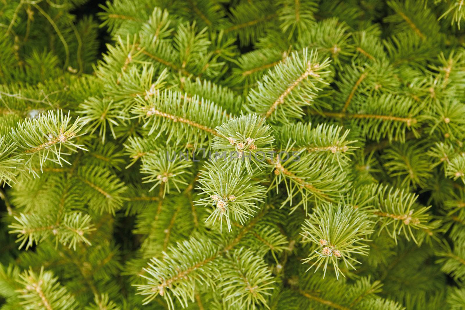 green needles of coniferous tree as a natural background by Serp
