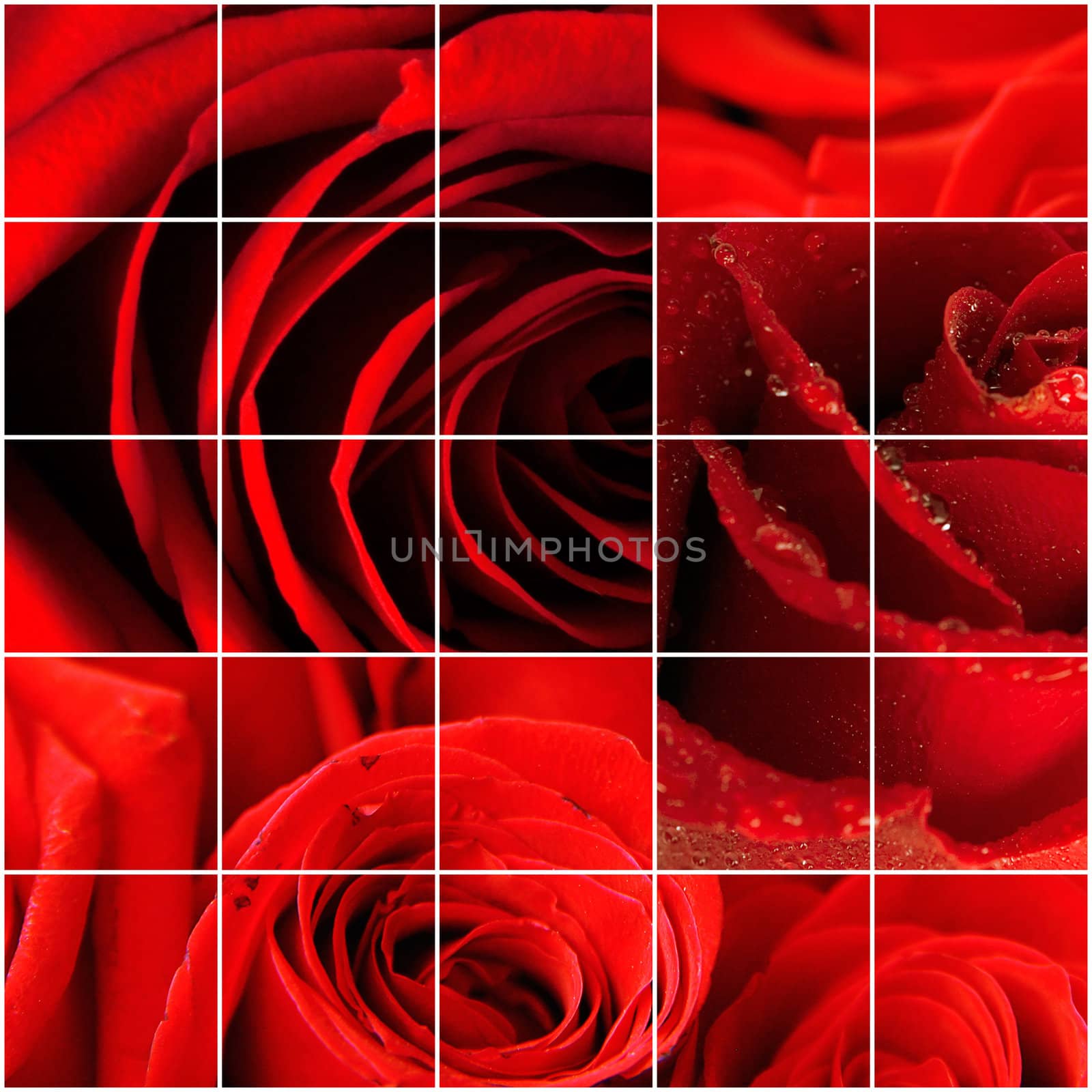 bright red rose petals as a celebratory background by Serp
