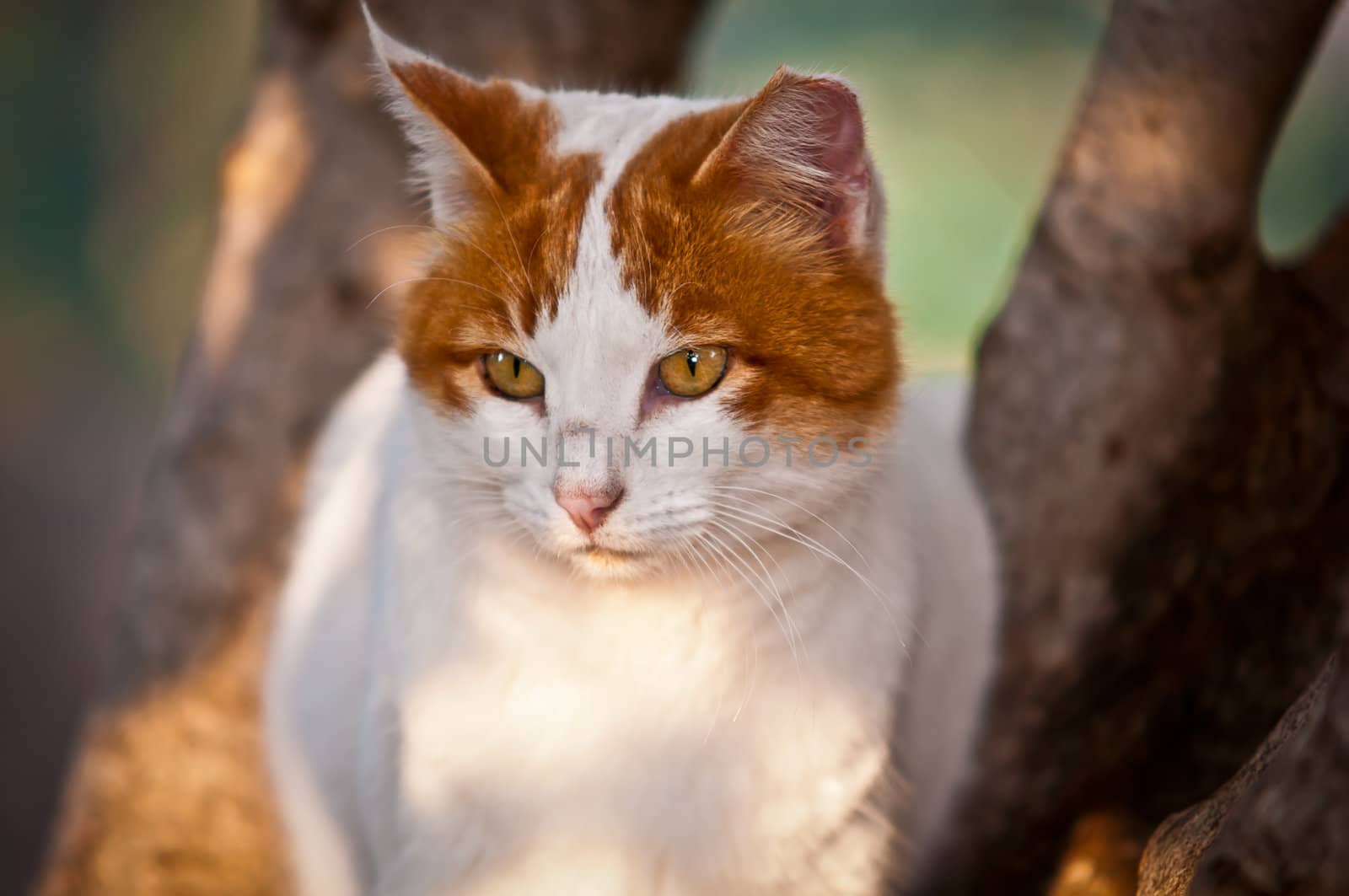 White-red- cat sitting on the tree .