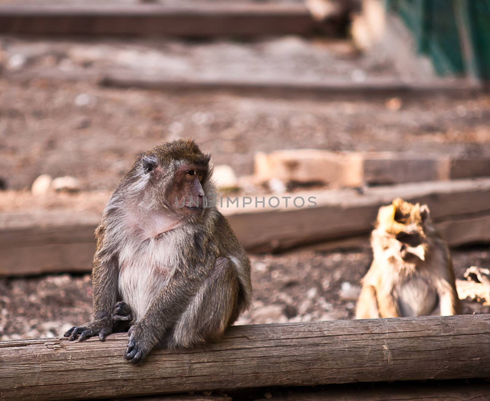 Monkey (Macaca fascicularis) . by LarisaP