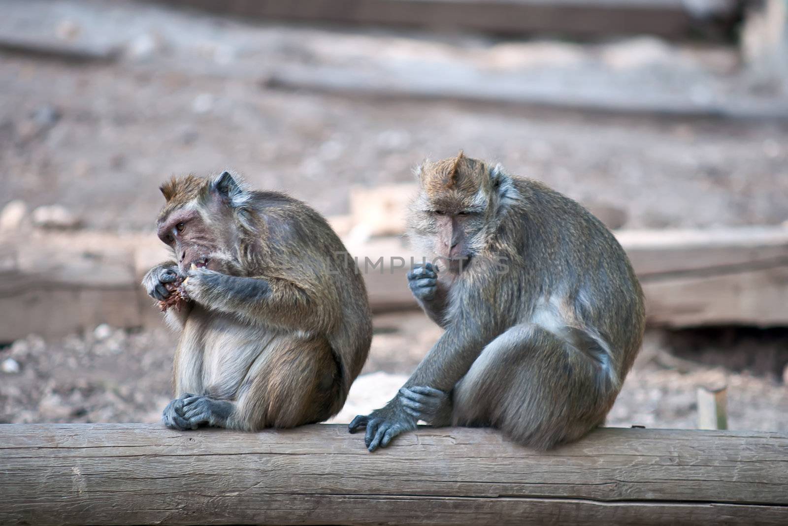 Monkey (Macaca fascicularis) . by LarisaP