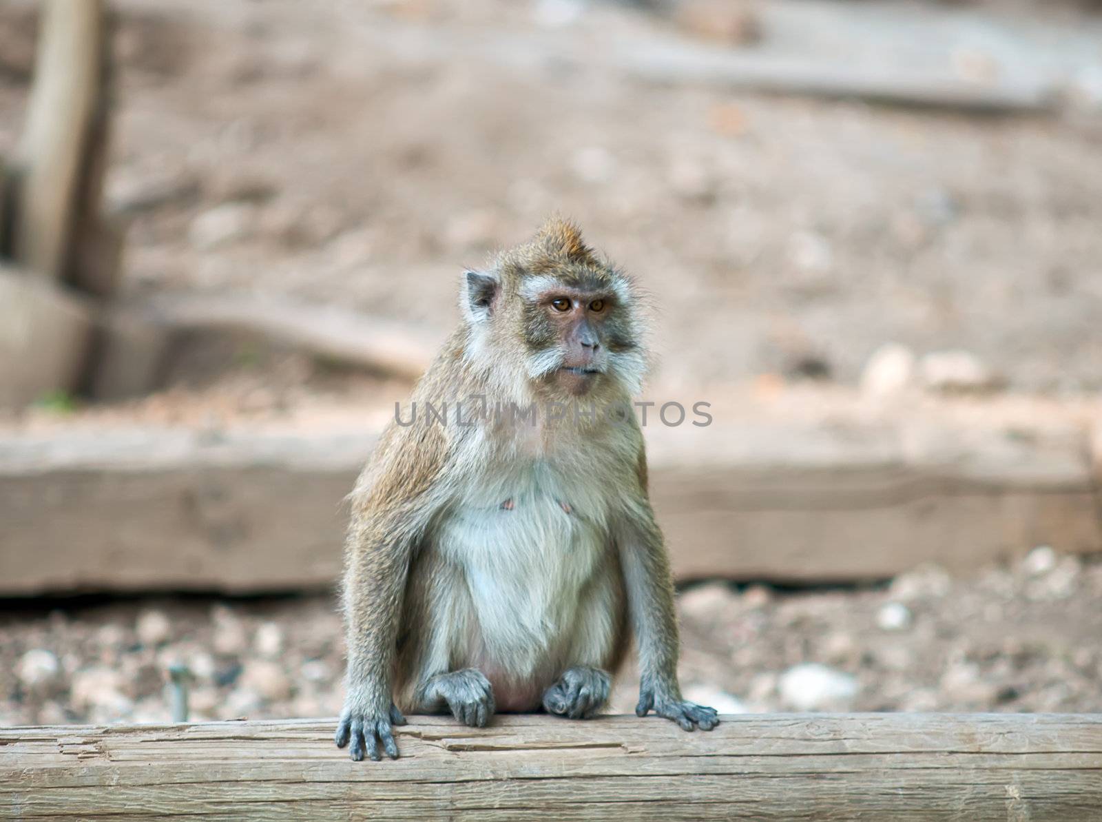 Monkey (Macaca fascicularis) . by LarisaP