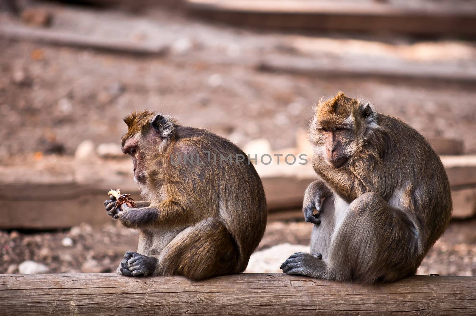 Monkey (Macaca fascicularis) . by LarisaP