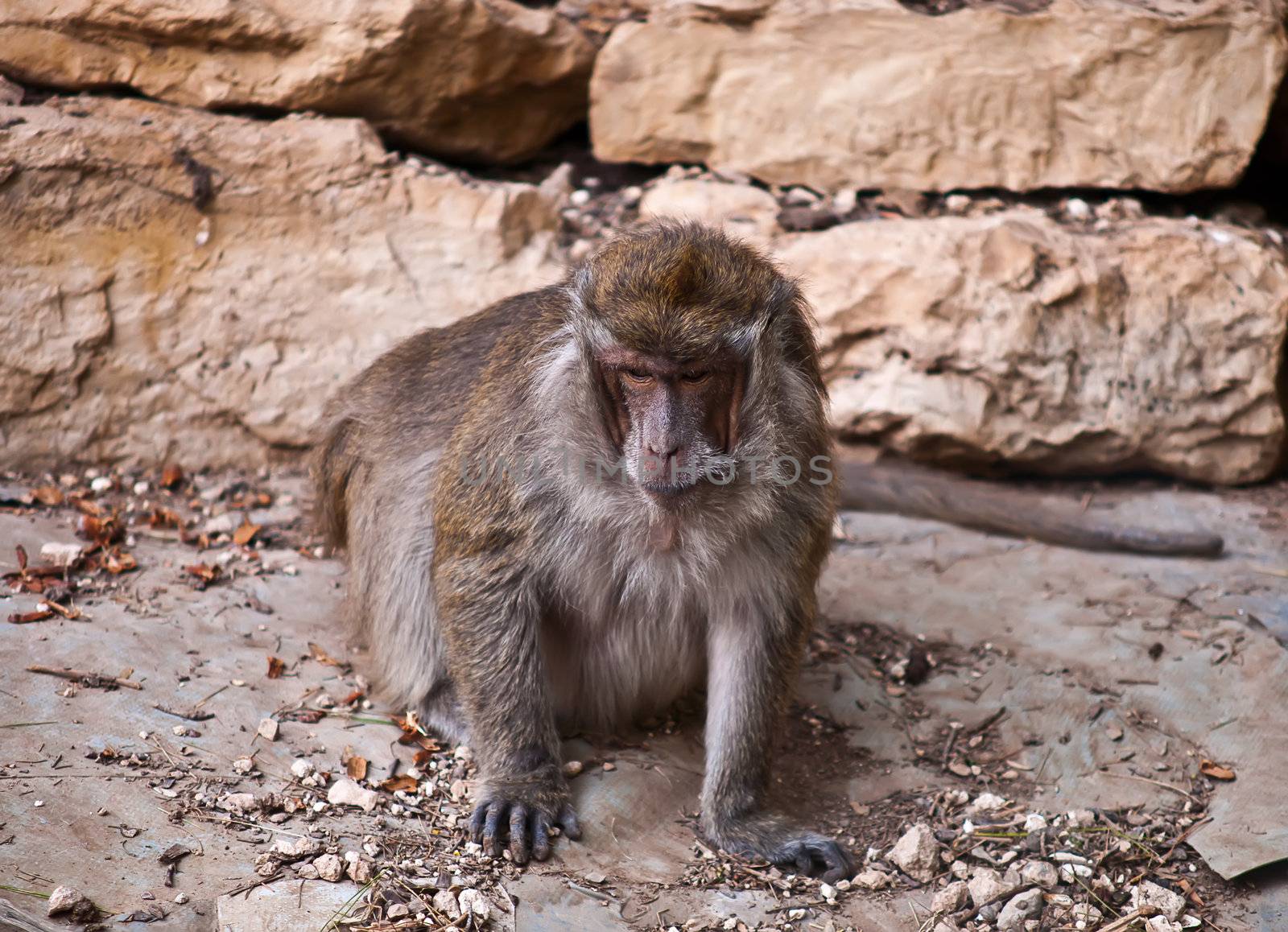 Monkey (Macaca fascicularis) . by LarisaP