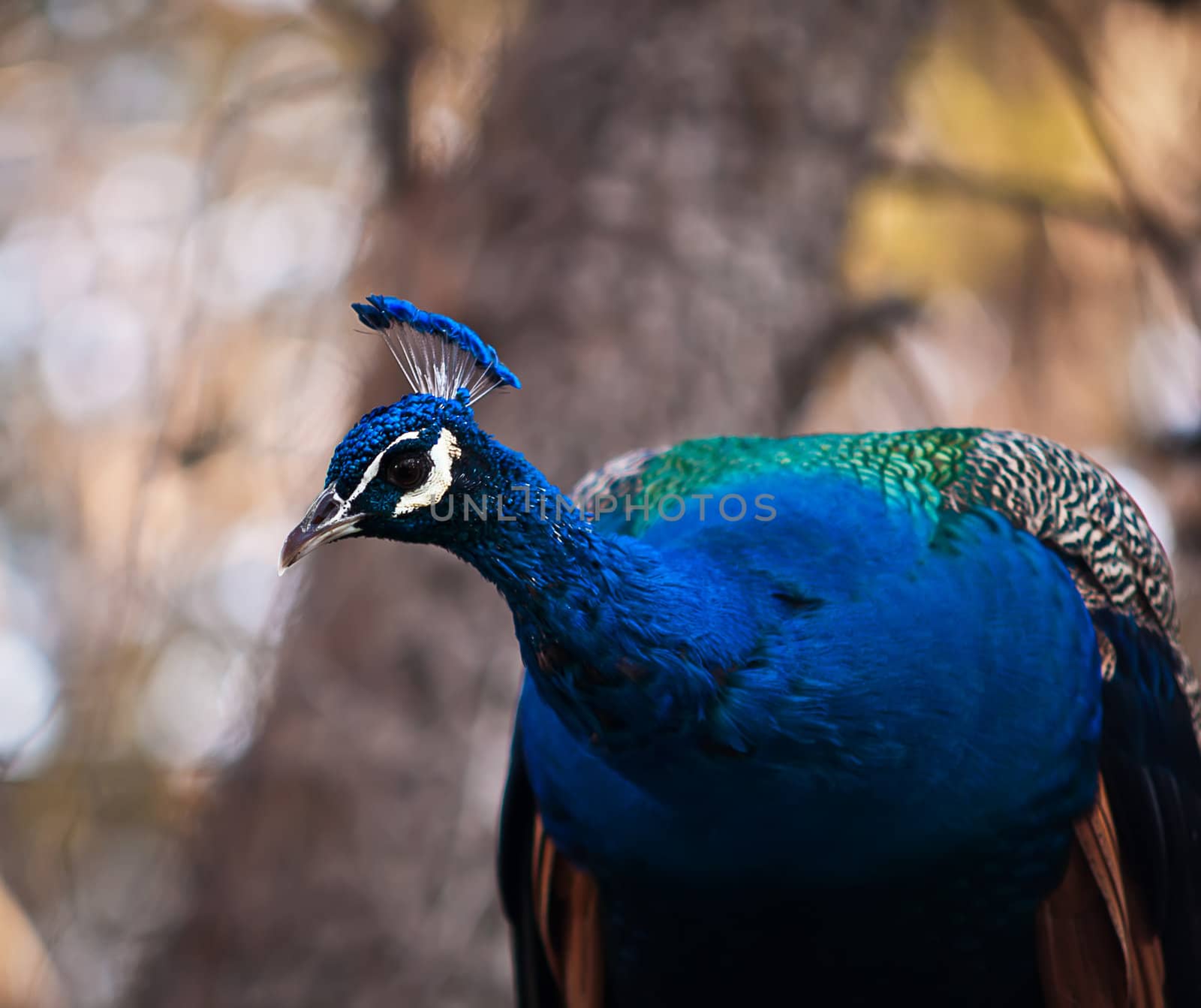 Portrait of a male peacock .