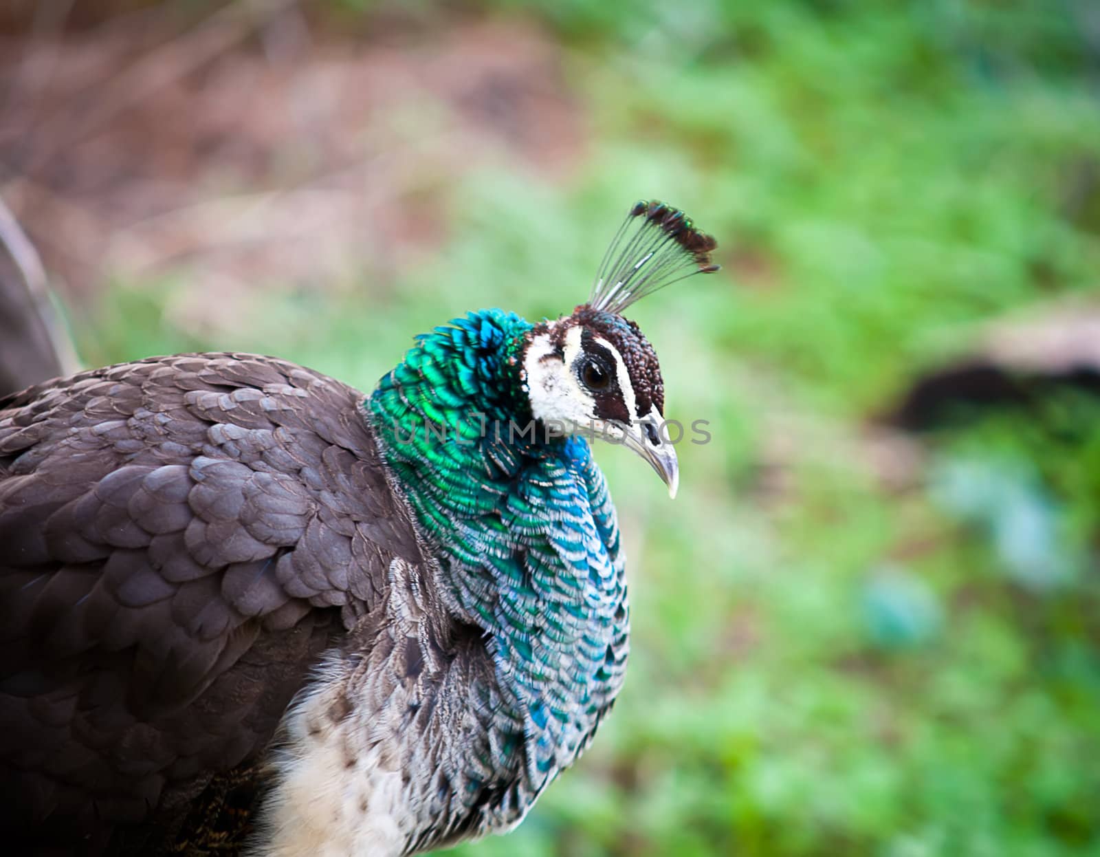 Portrait of a female peacock .