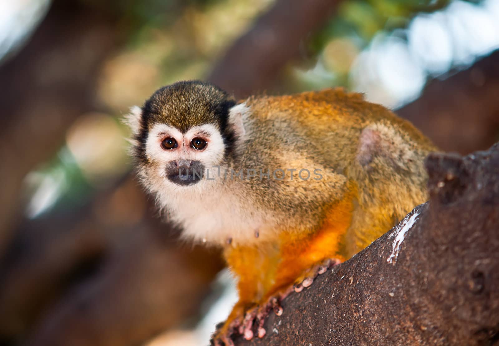 Squirrel monkey in a branch in Israel .