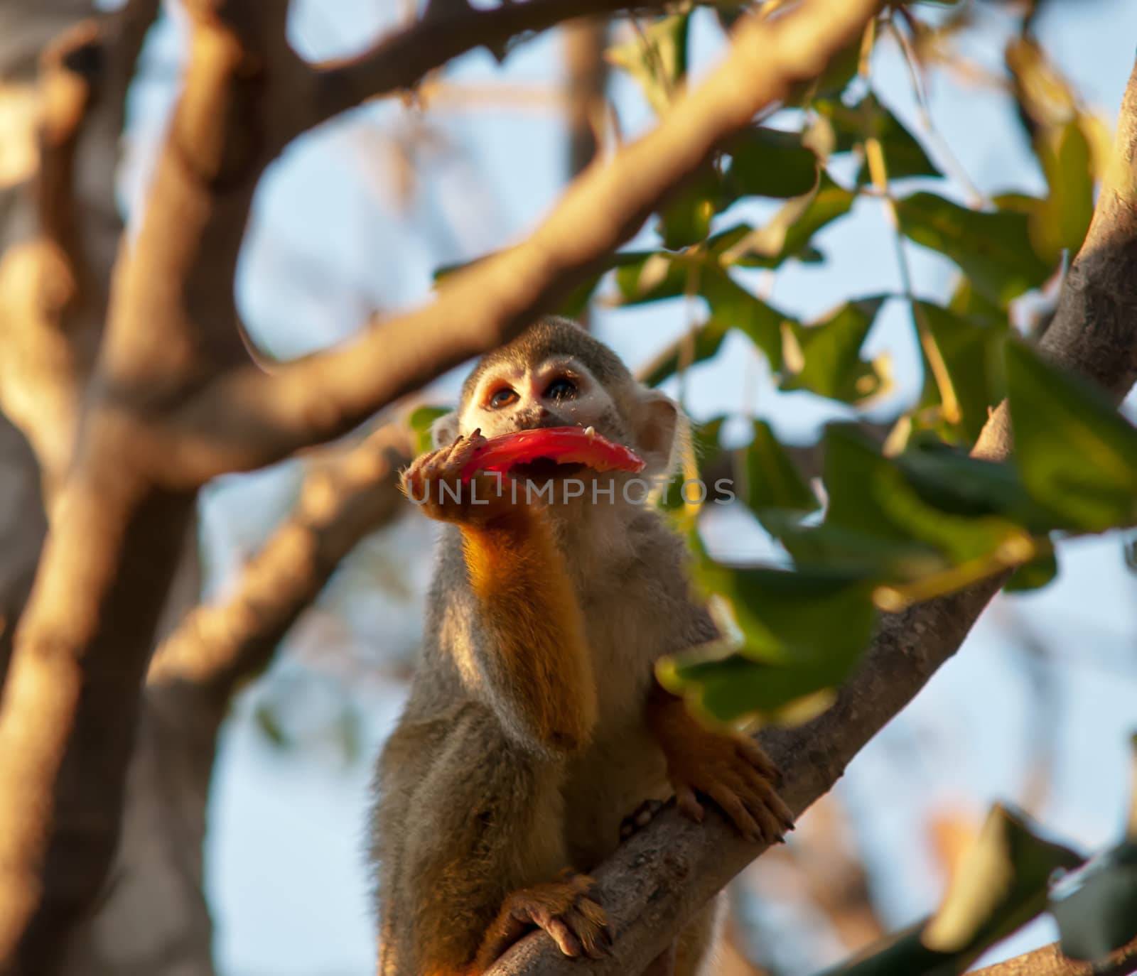 Portrait of a cute squirrel monkey . by LarisaP