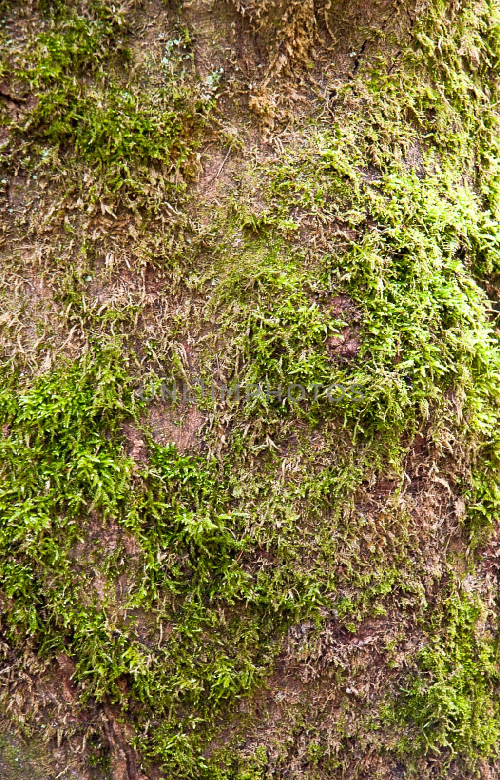 Green moss on cortex tree, texture background.