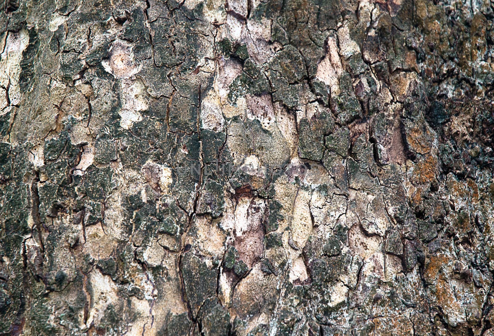 Moss on cortex tree, texture background.