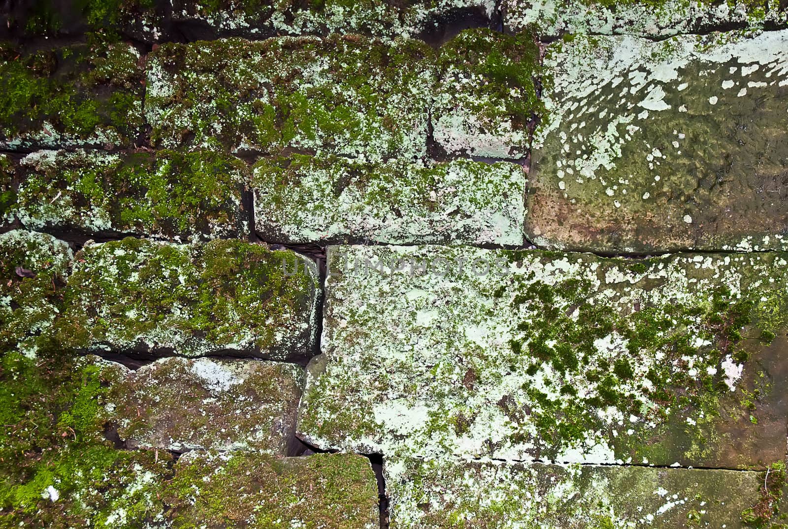 Old wall of the moss . by LarisaP