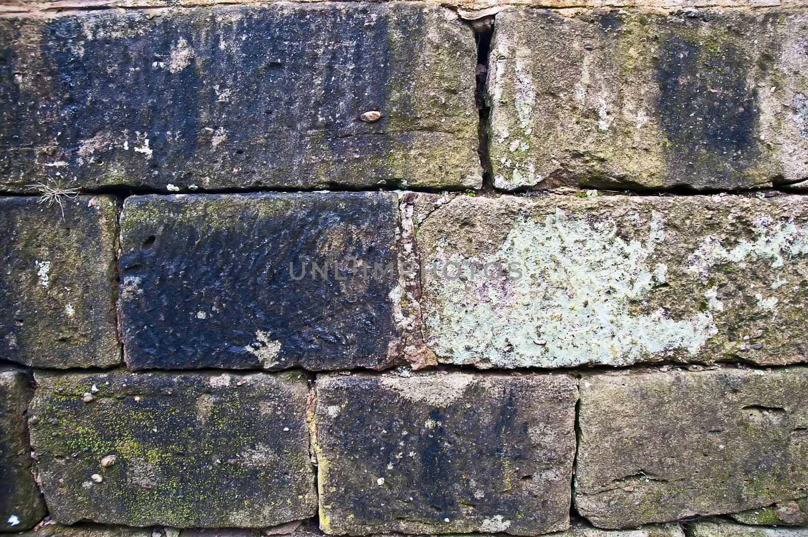 Moss on the old brick wall .