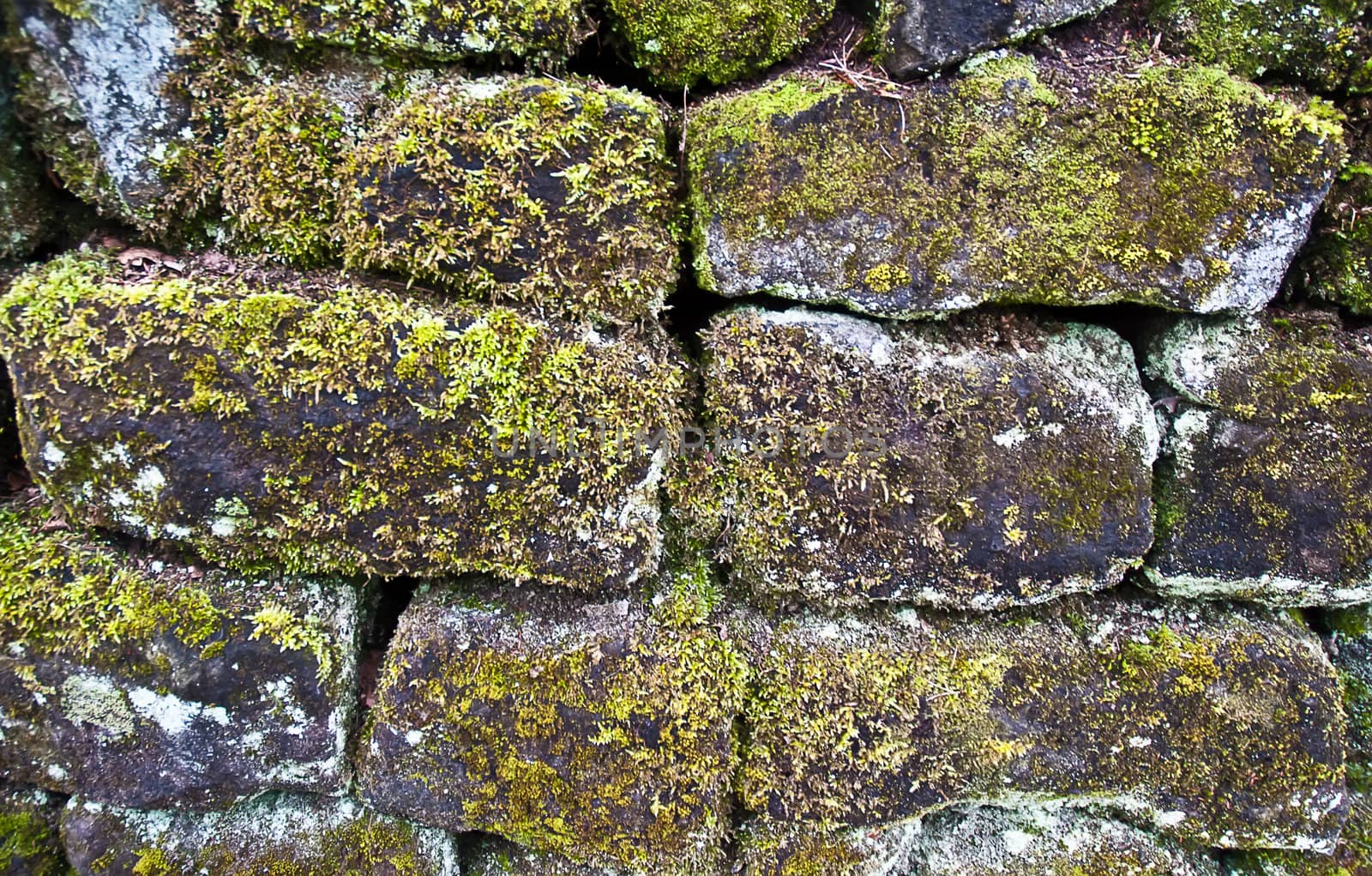 Moss on the old brick wall .