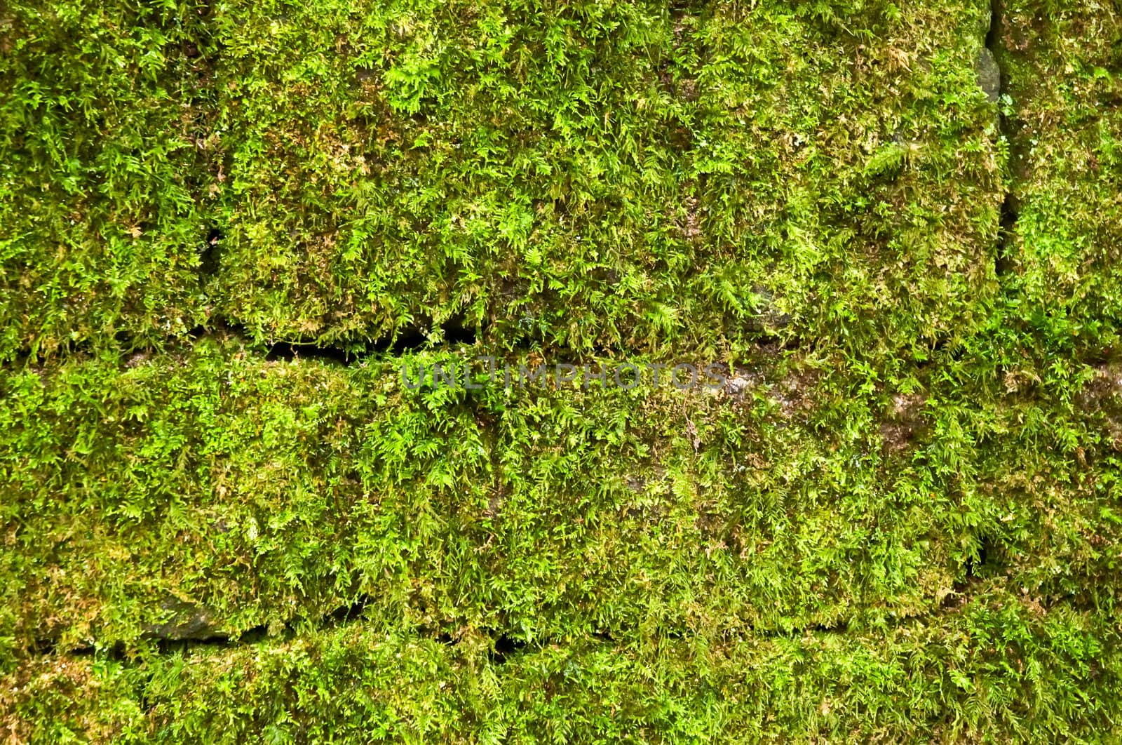 Moss on the old brick wall .