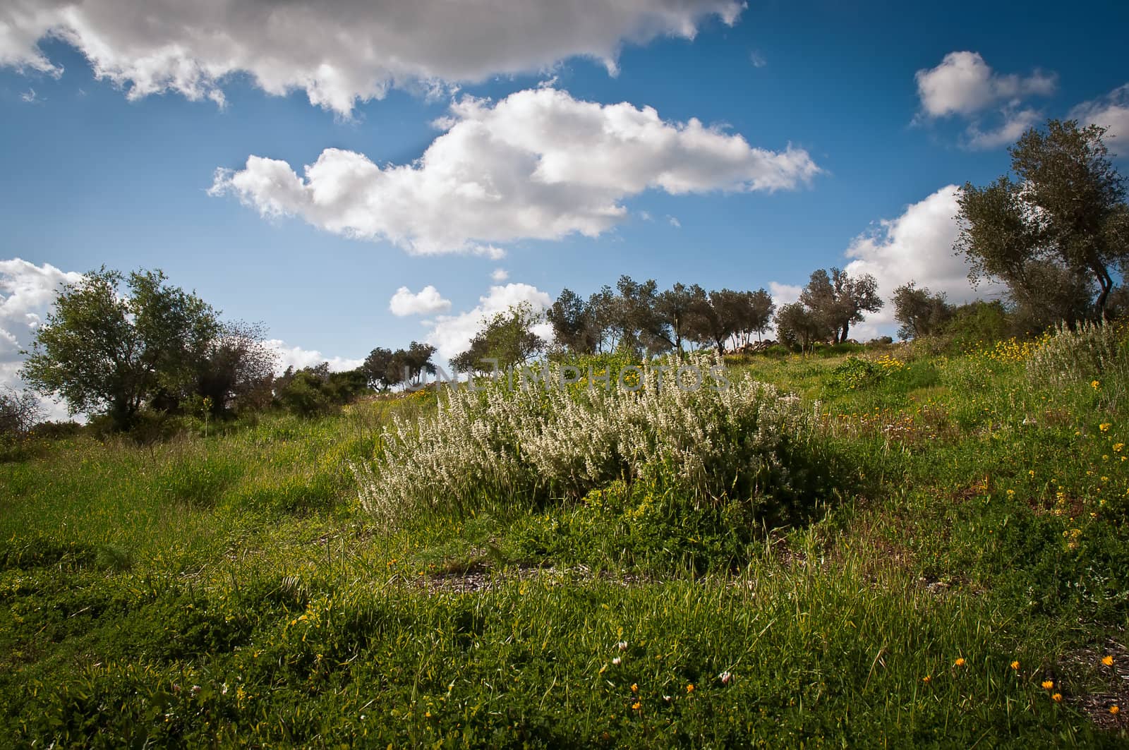 Outdoor panorama of green fields and hills at spring in Israel.