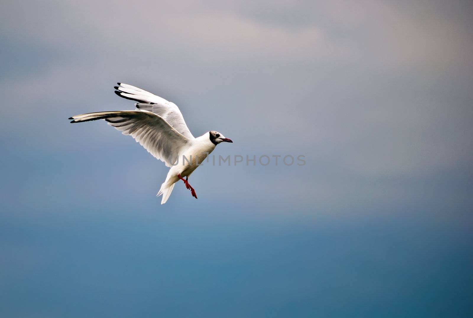 Seagull in flight against a beautiful blue sky .