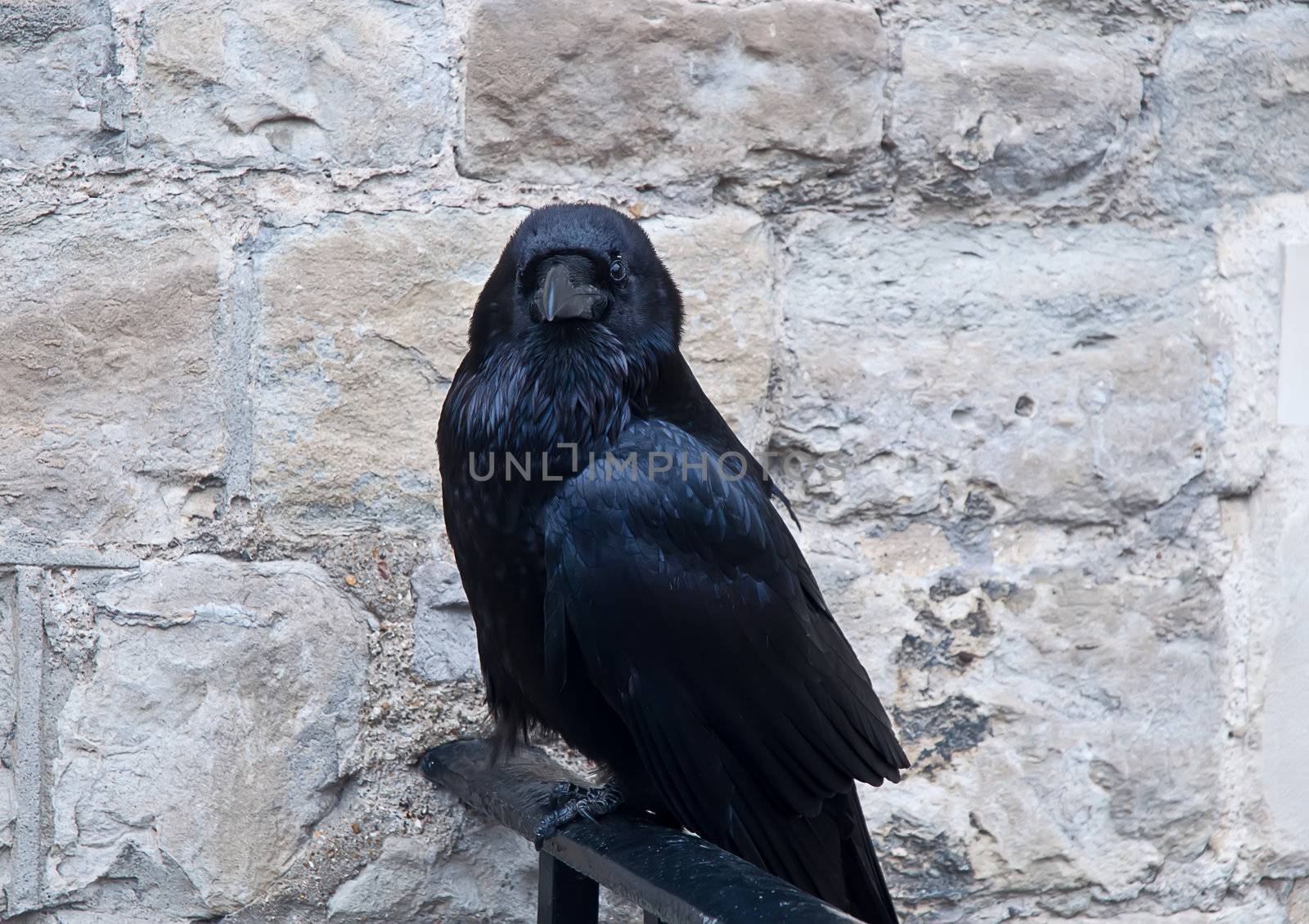 Black raven from the Tower castle at London.