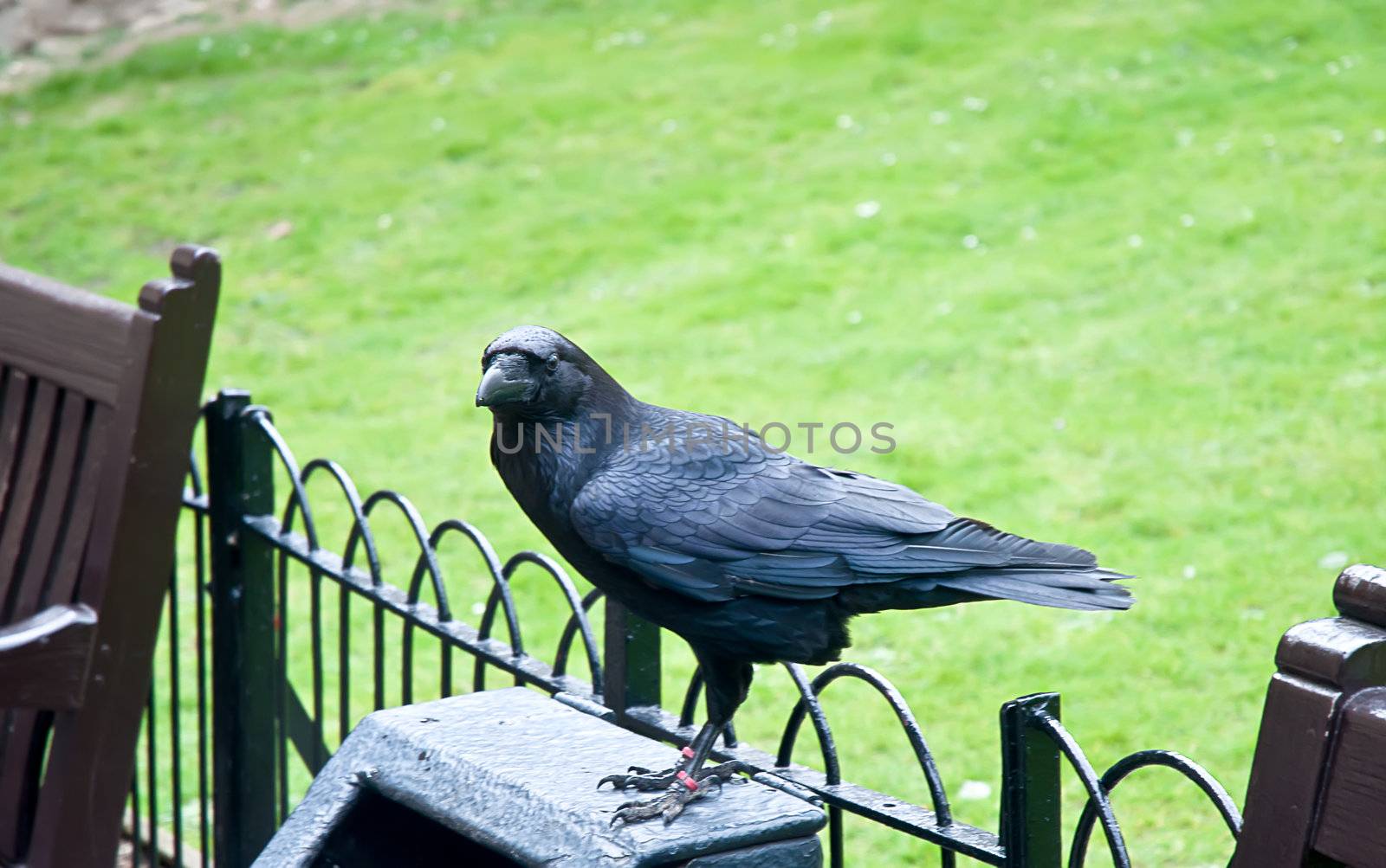 Black raven from the Tower castle at London.