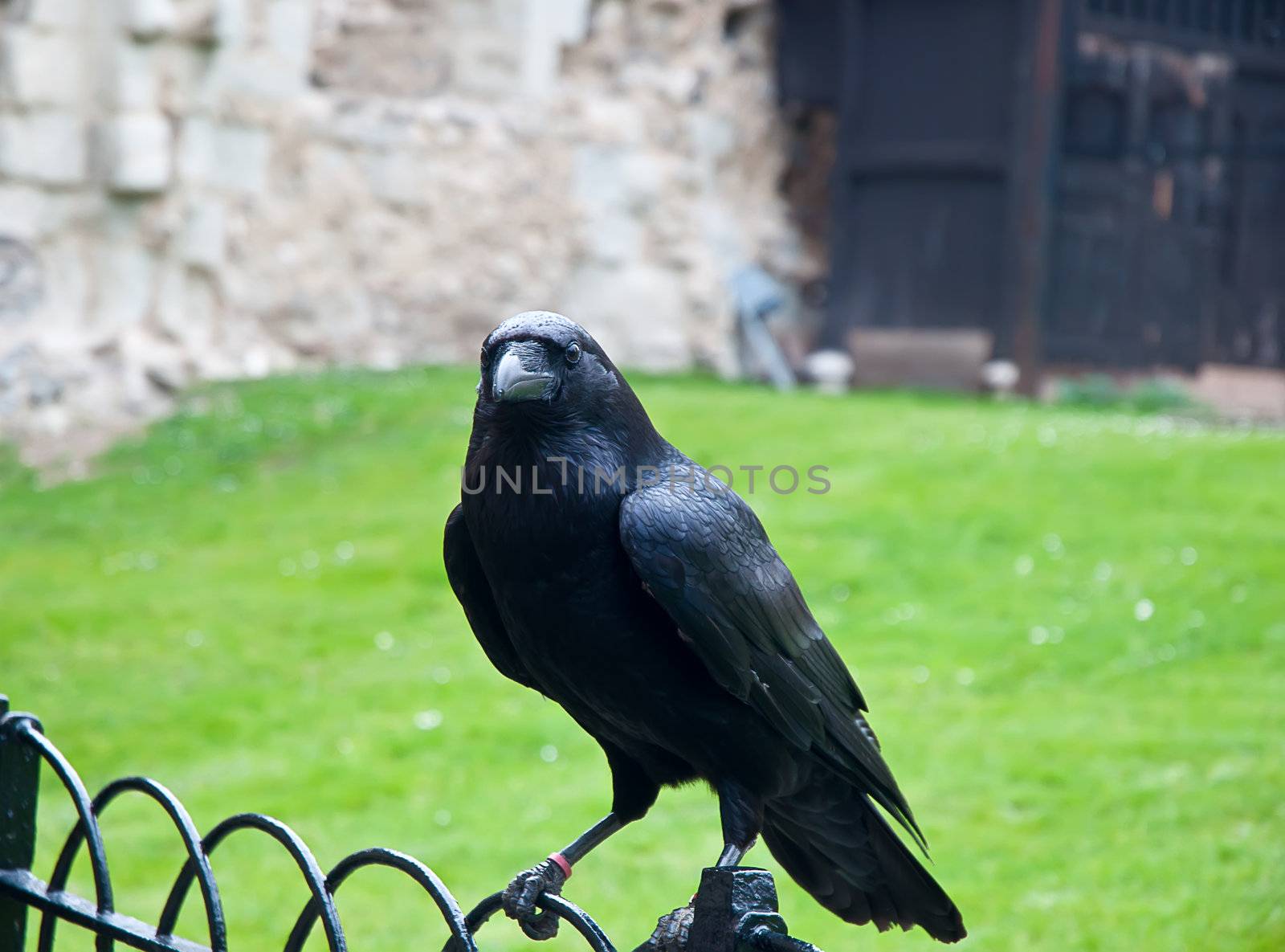 Black raven from the Tower castle at London.