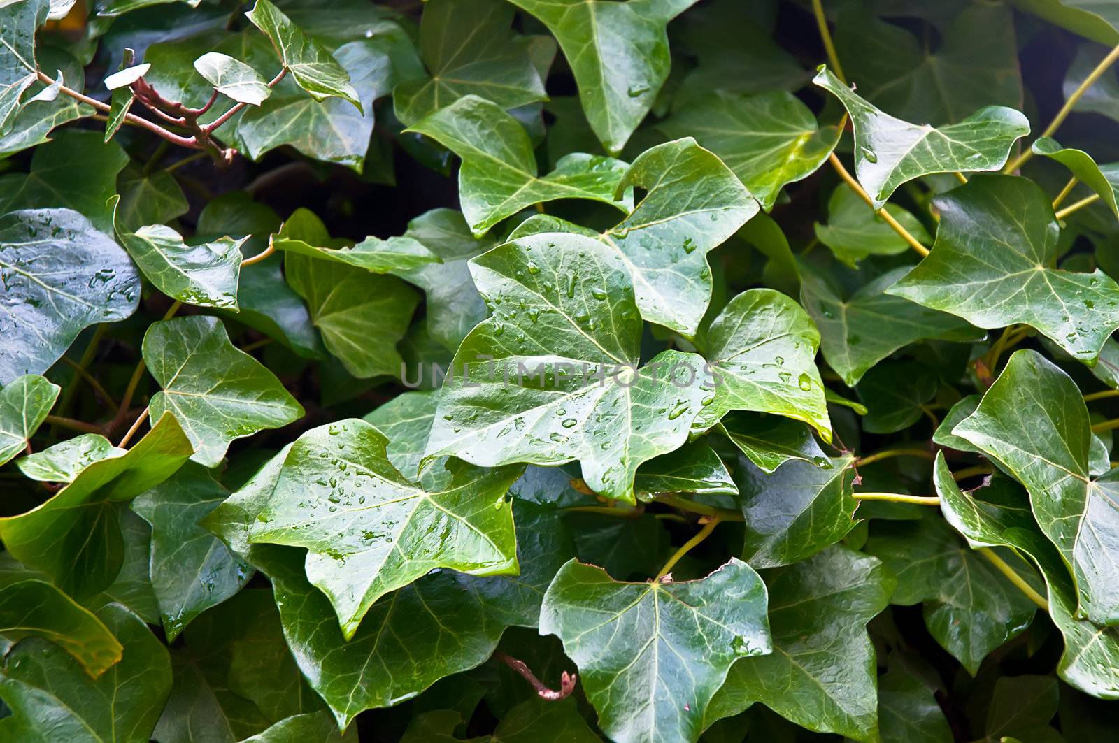 Ivy leaves closeup . by LarisaP