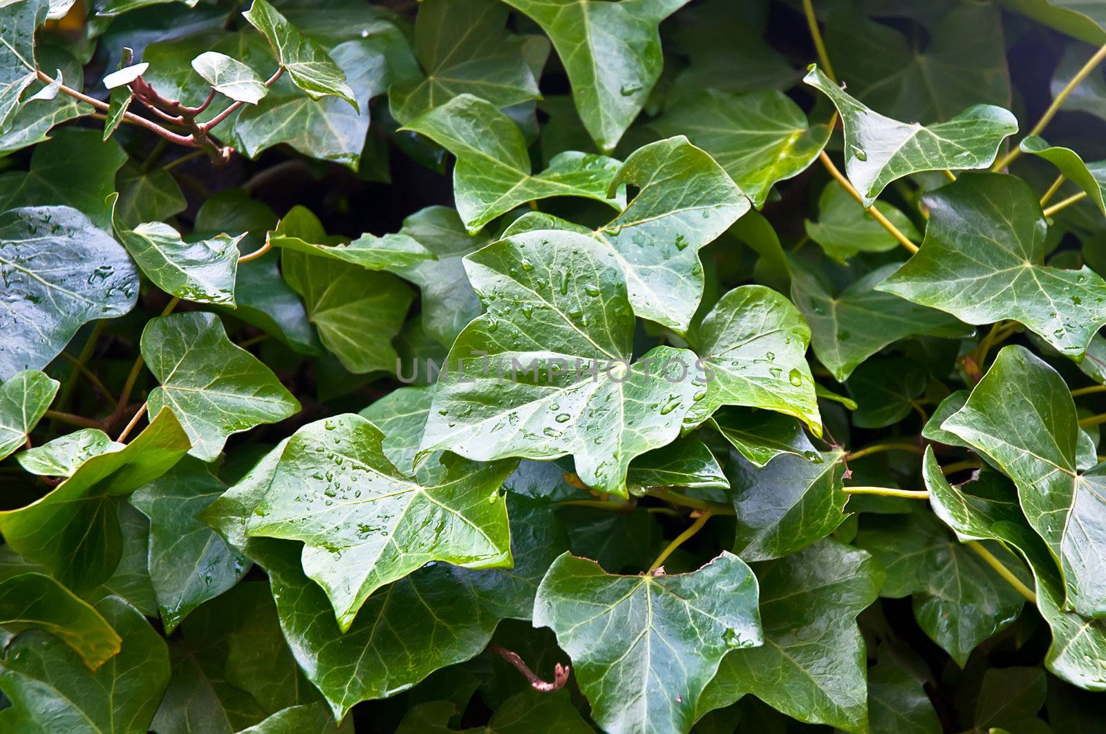 Wall of ivy green leaves .