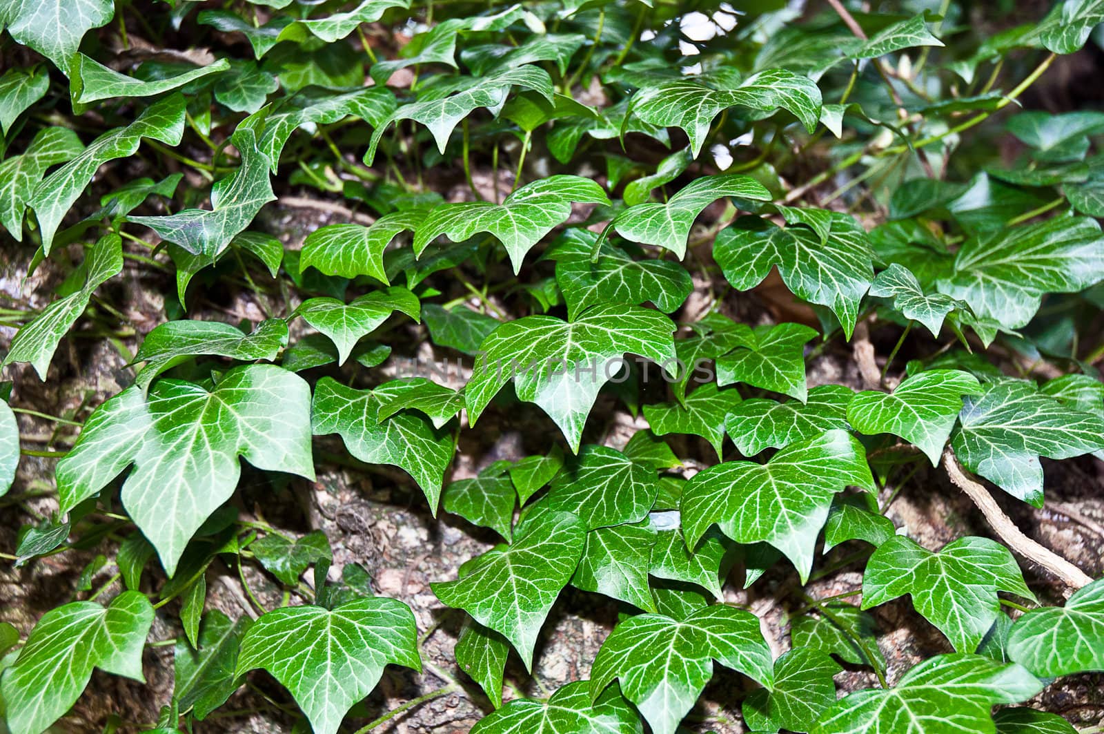 Wall of ivy green leaves . by LarisaP