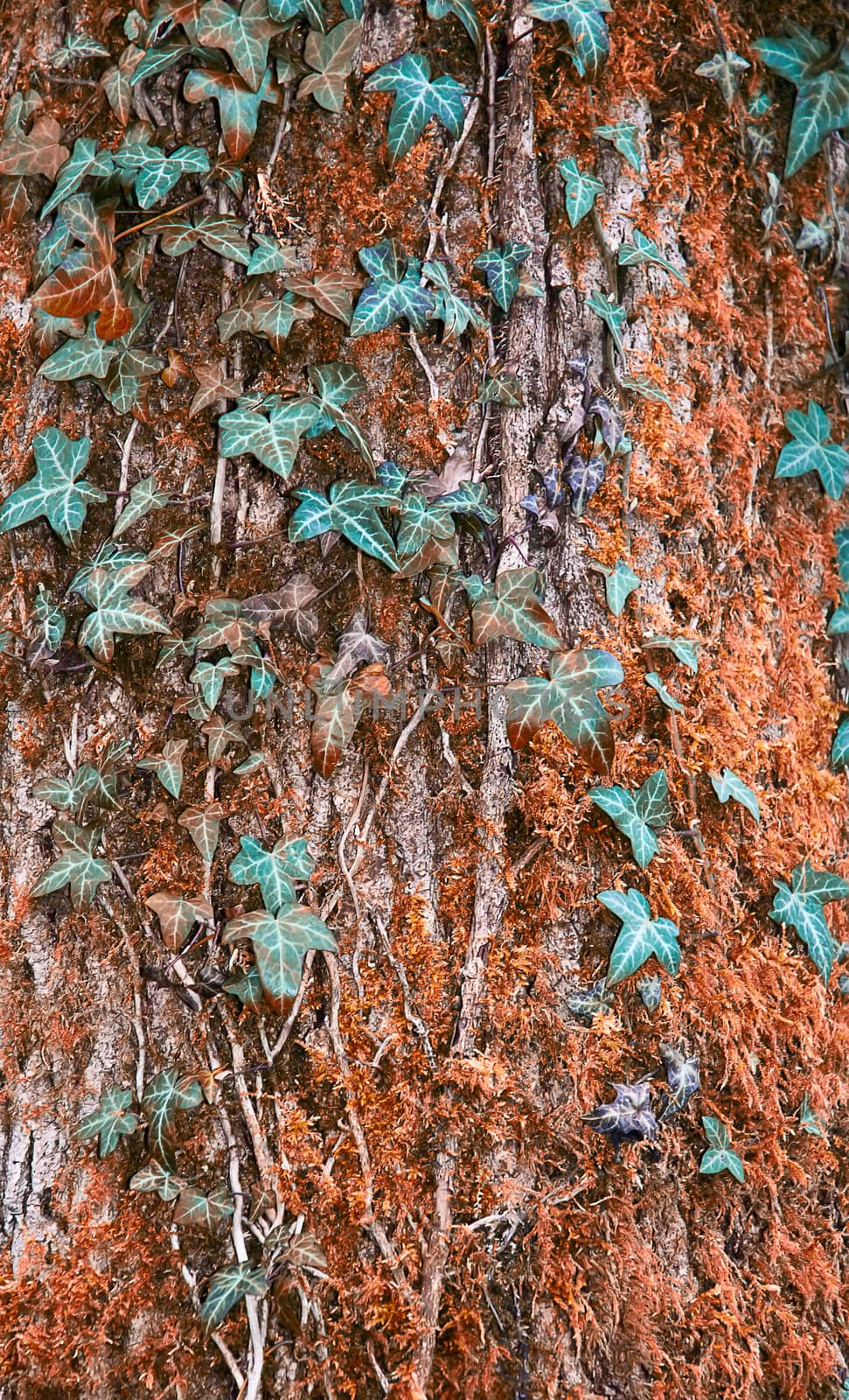 Trunk of the tree with ivy green leaves .