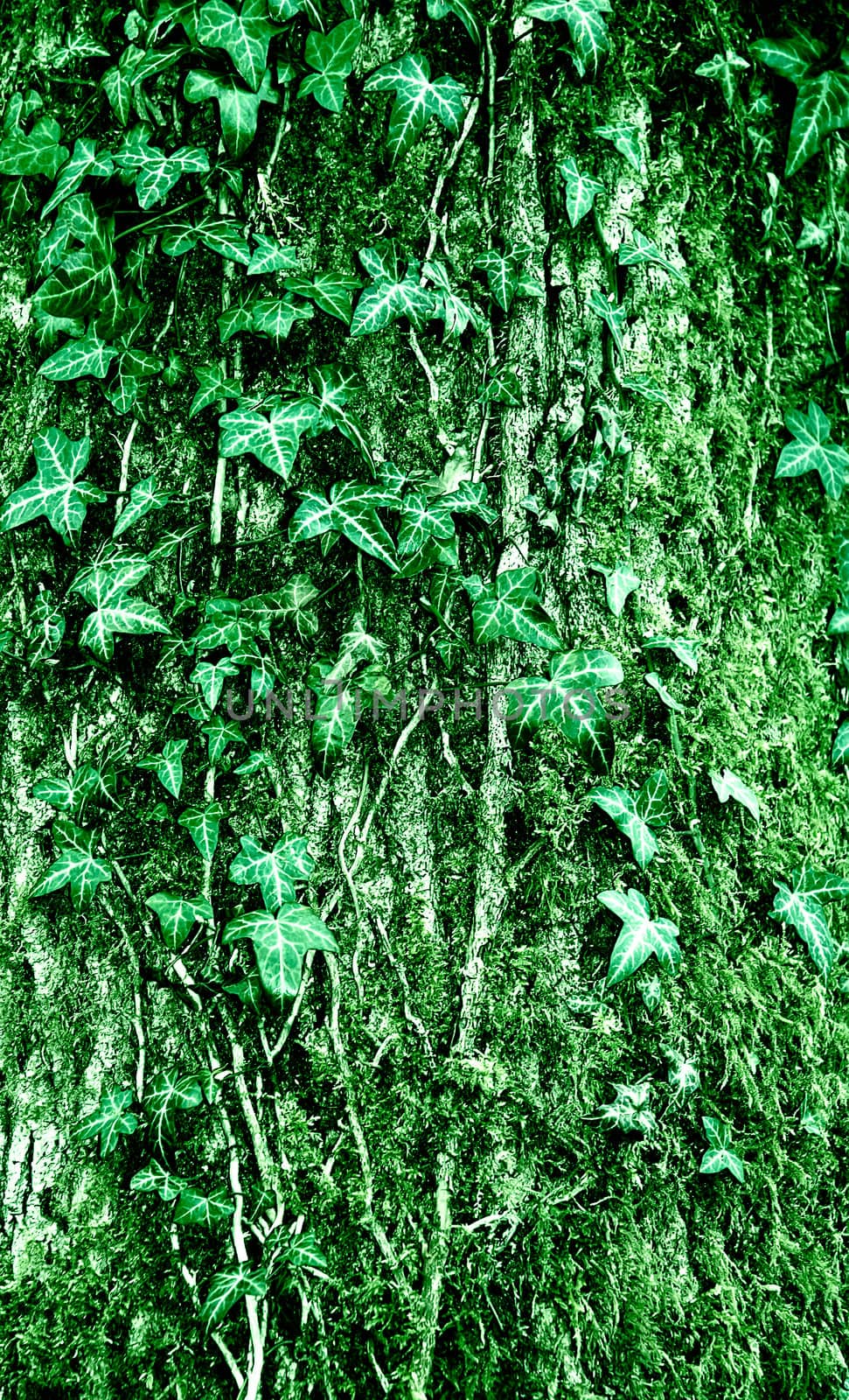 background of ivy green leaves . by LarisaP