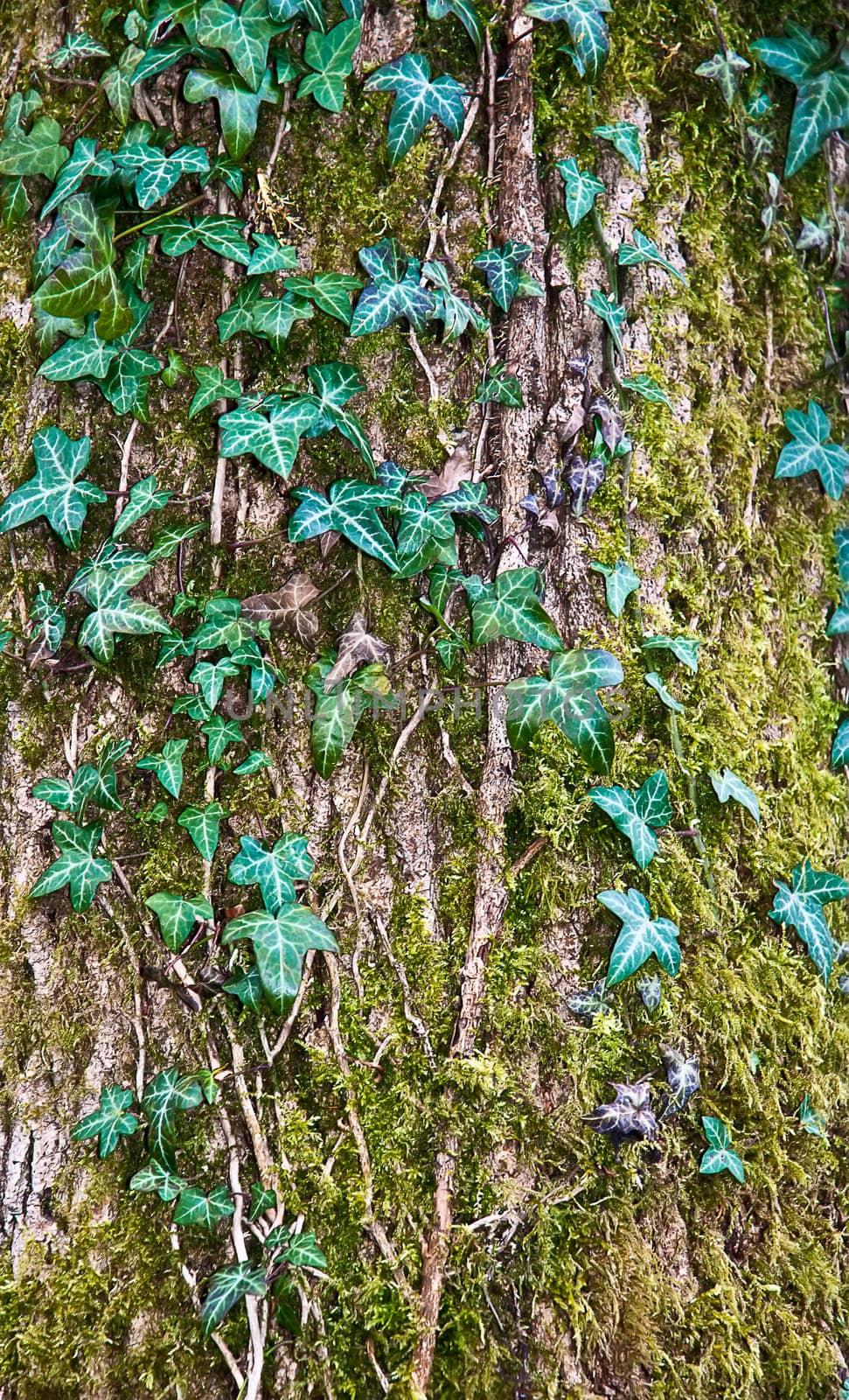 Trunk of the tree with ivy green leaves .