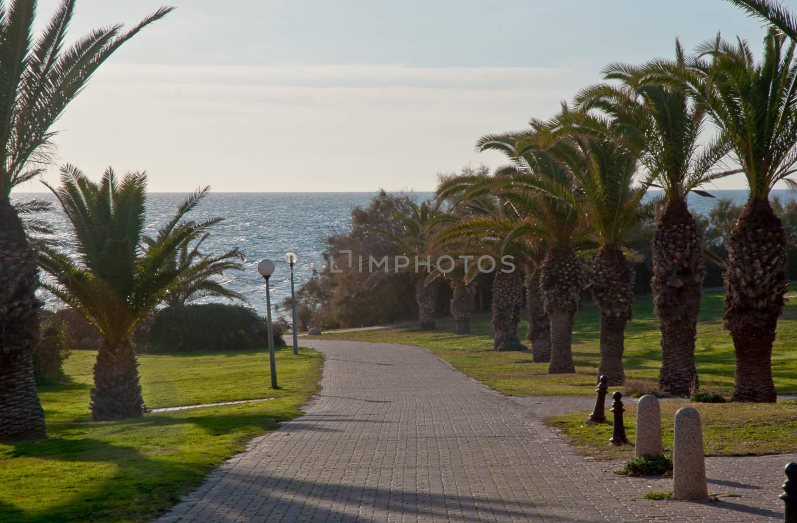 Palm avenue to the sea. Israel, Kibbutz Palmach.