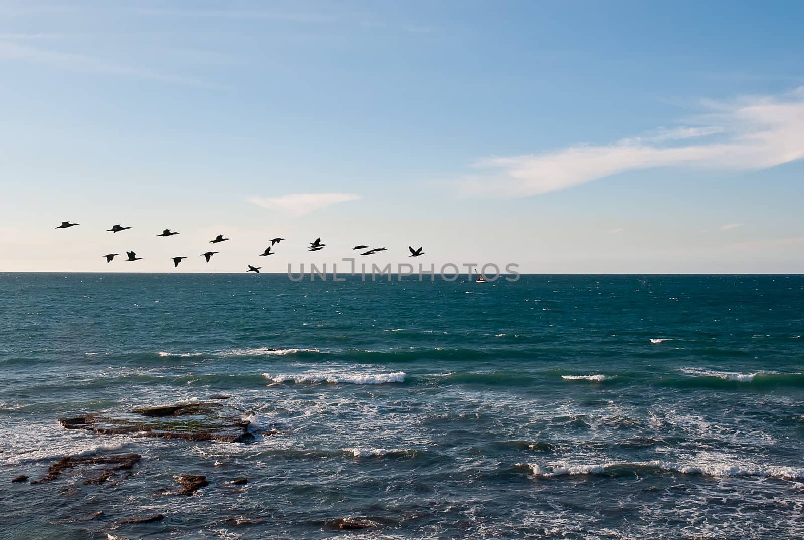 Flock of birds flying over the Mediterranean. Israel
