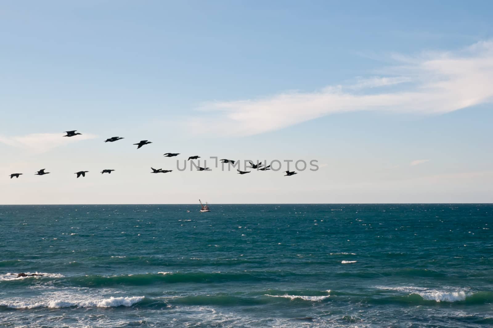 Flock of birds flying over the Mediterranean. Israel