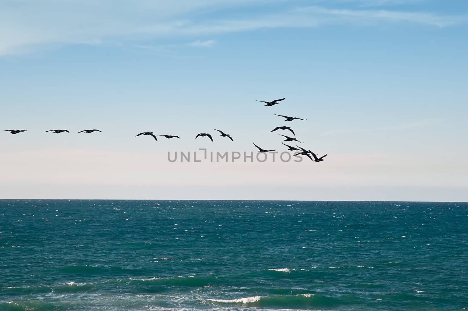 Flock of birds flying over the Mediterranean. Israel