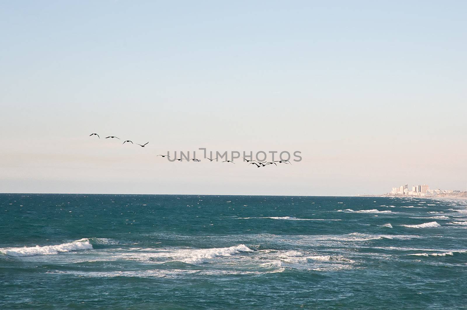 Flock of birds flying over the Mediterranean. Israel