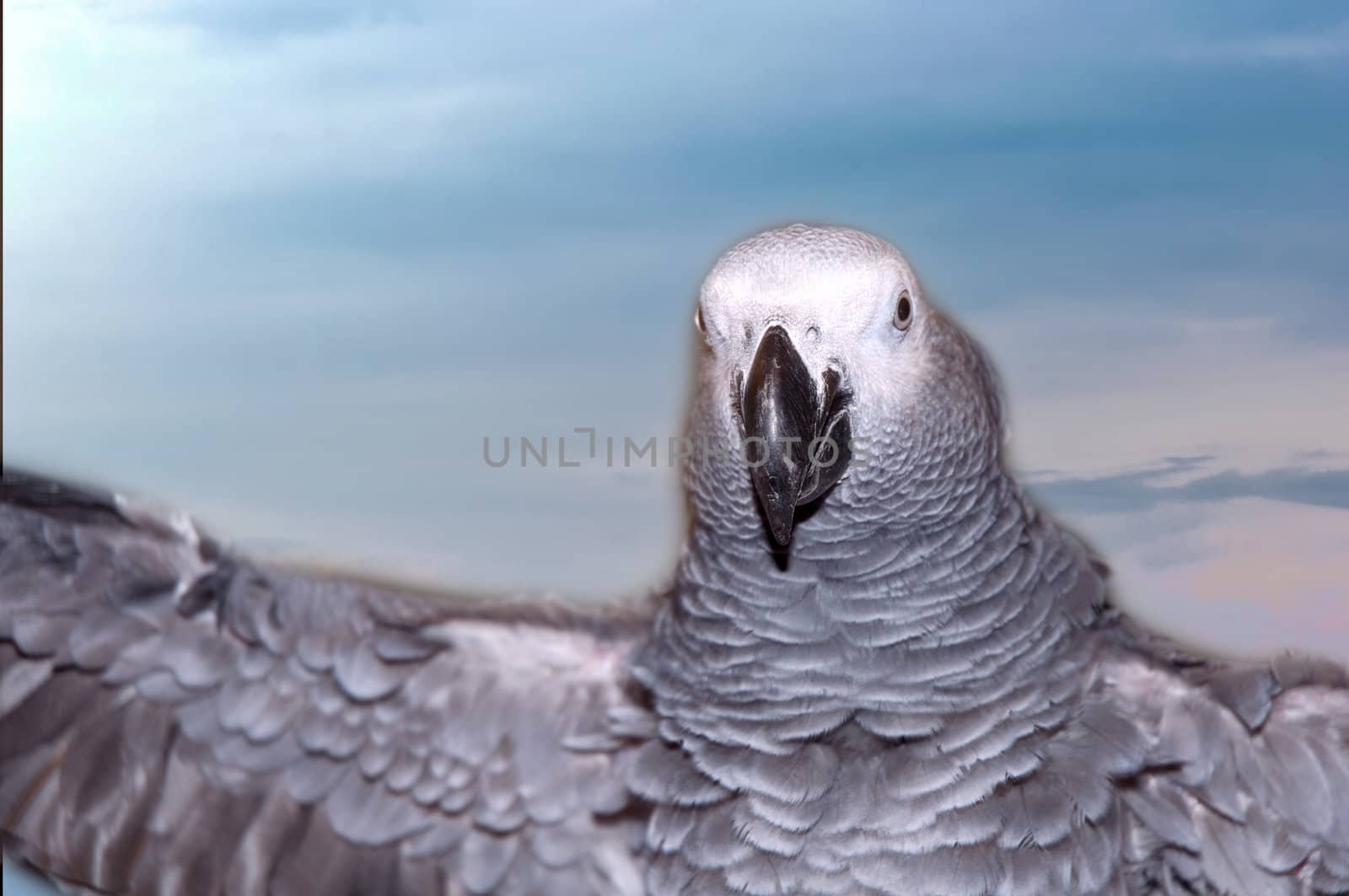 African Gray parrot tropical bird .