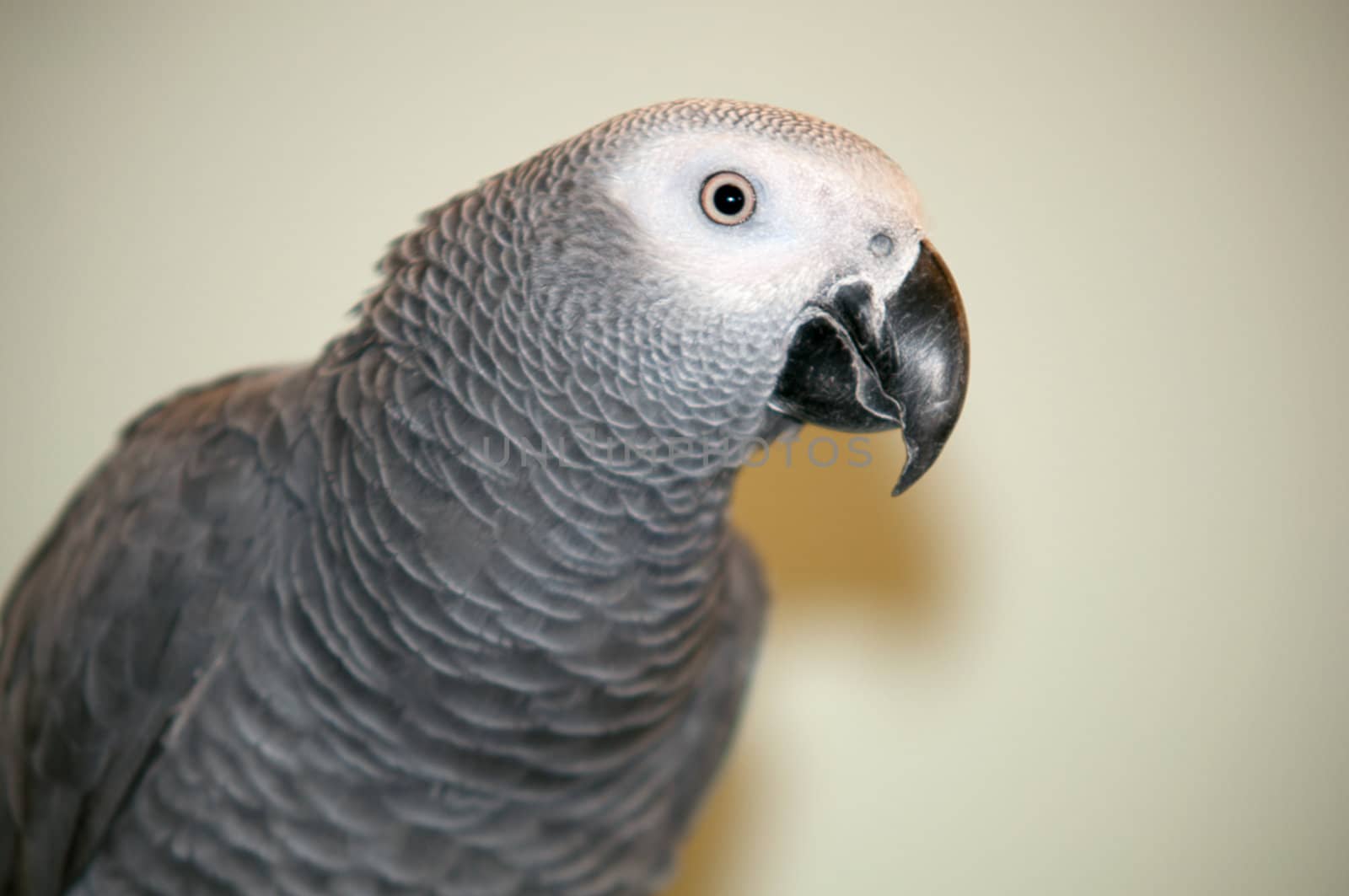 African Gray parrot tropical bird .