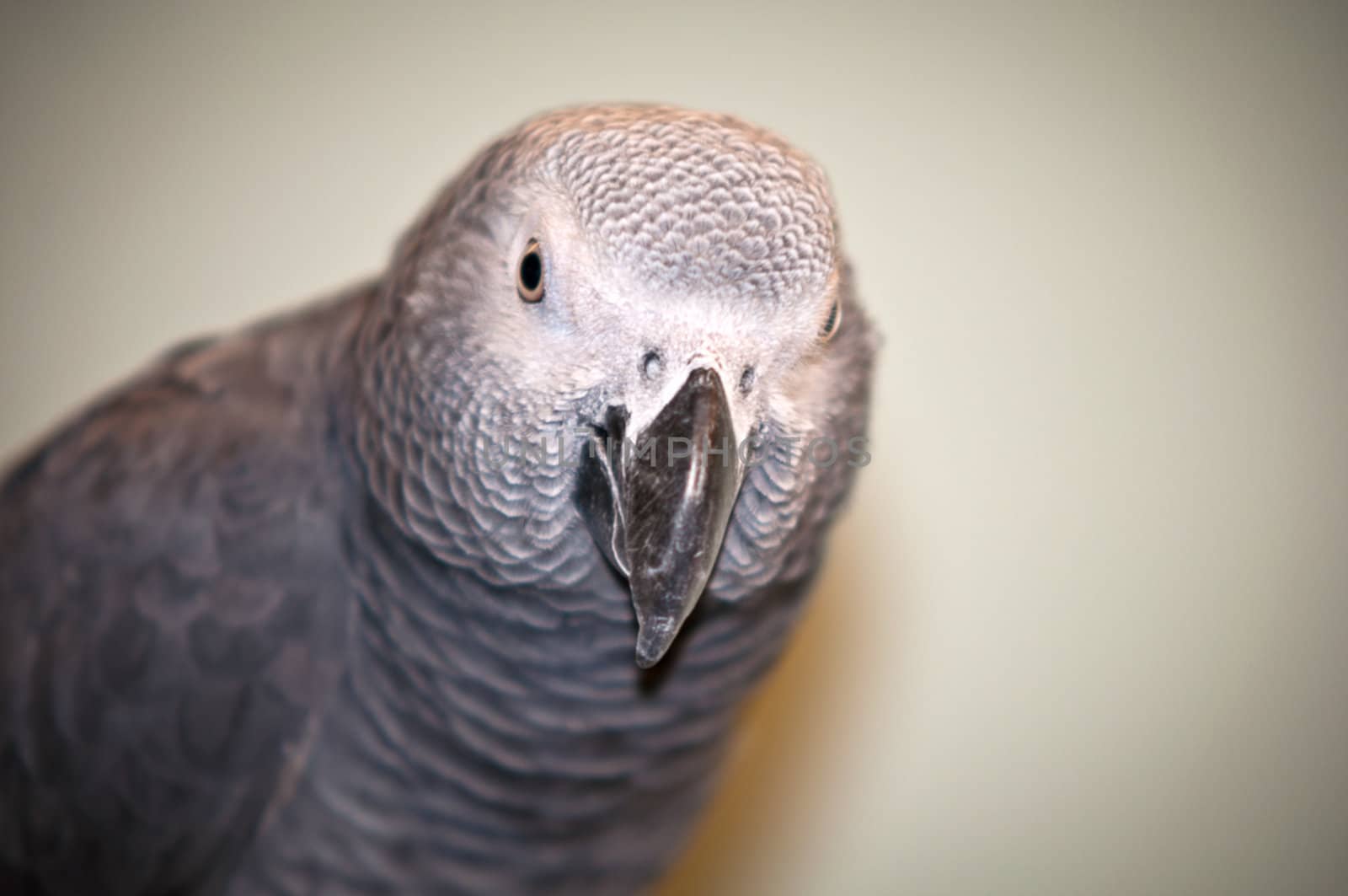 African Grey parrot . by LarisaP